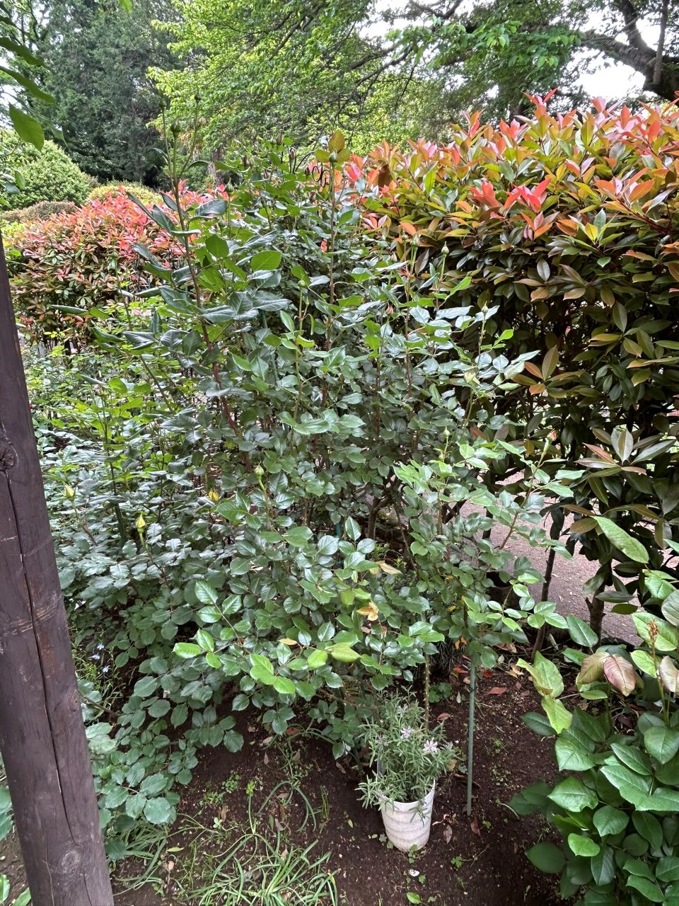 ロビン開花苗購入から100週後