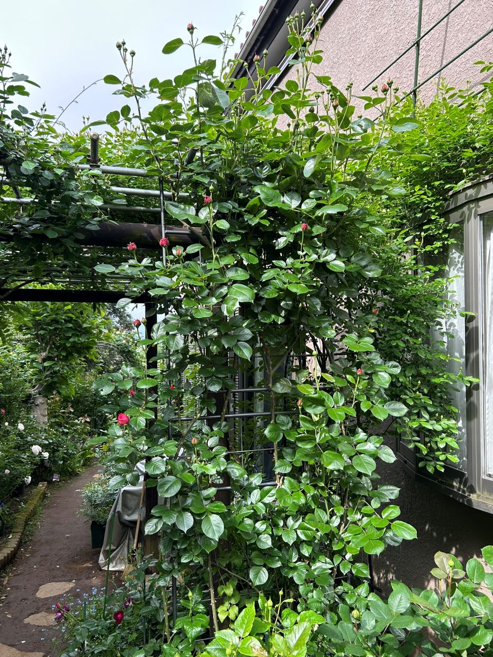 ルージュ・ピエール・ドゥ・ロンサール108週後