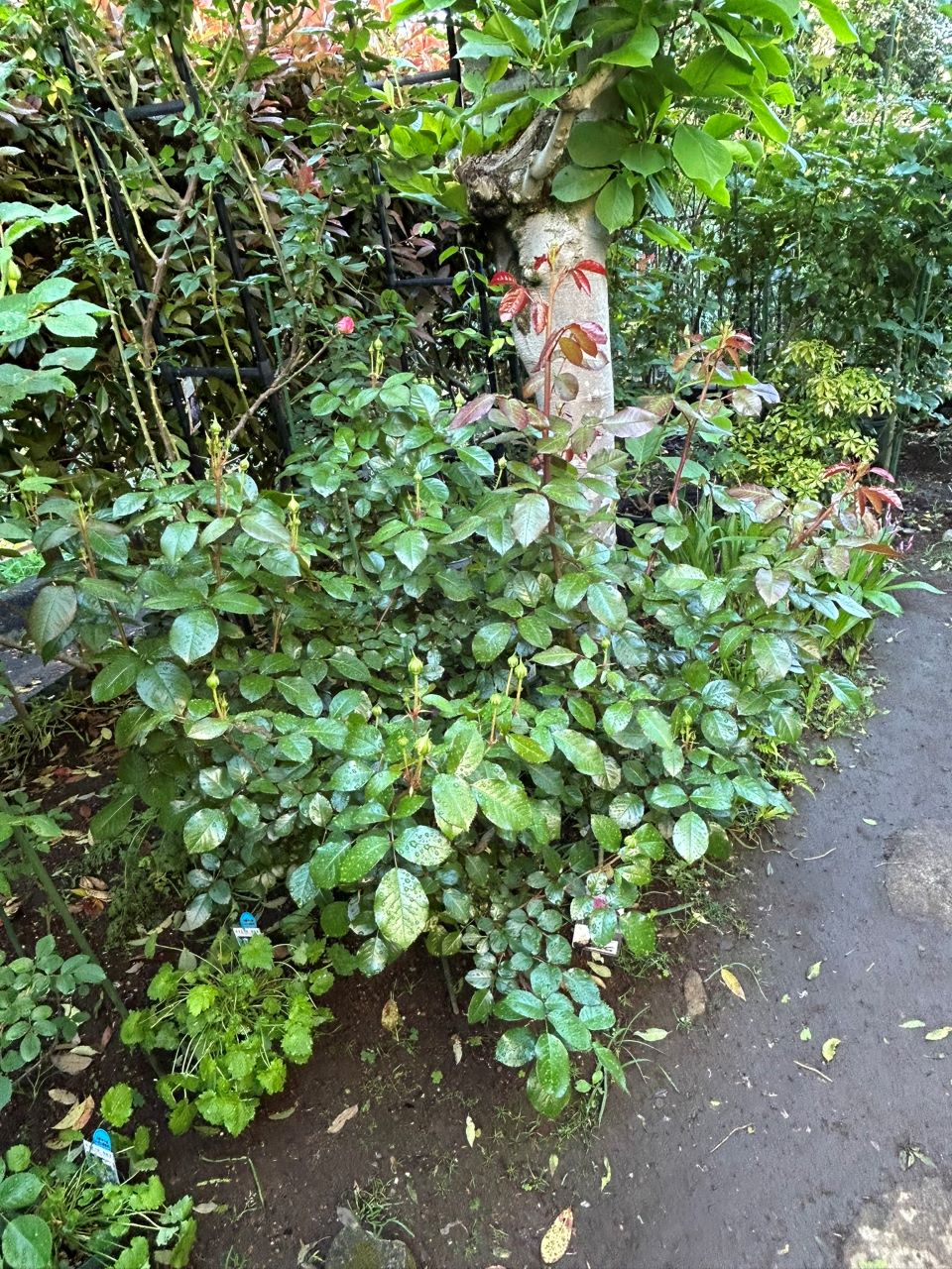 ロクサーヌ6月開花苗の90週後