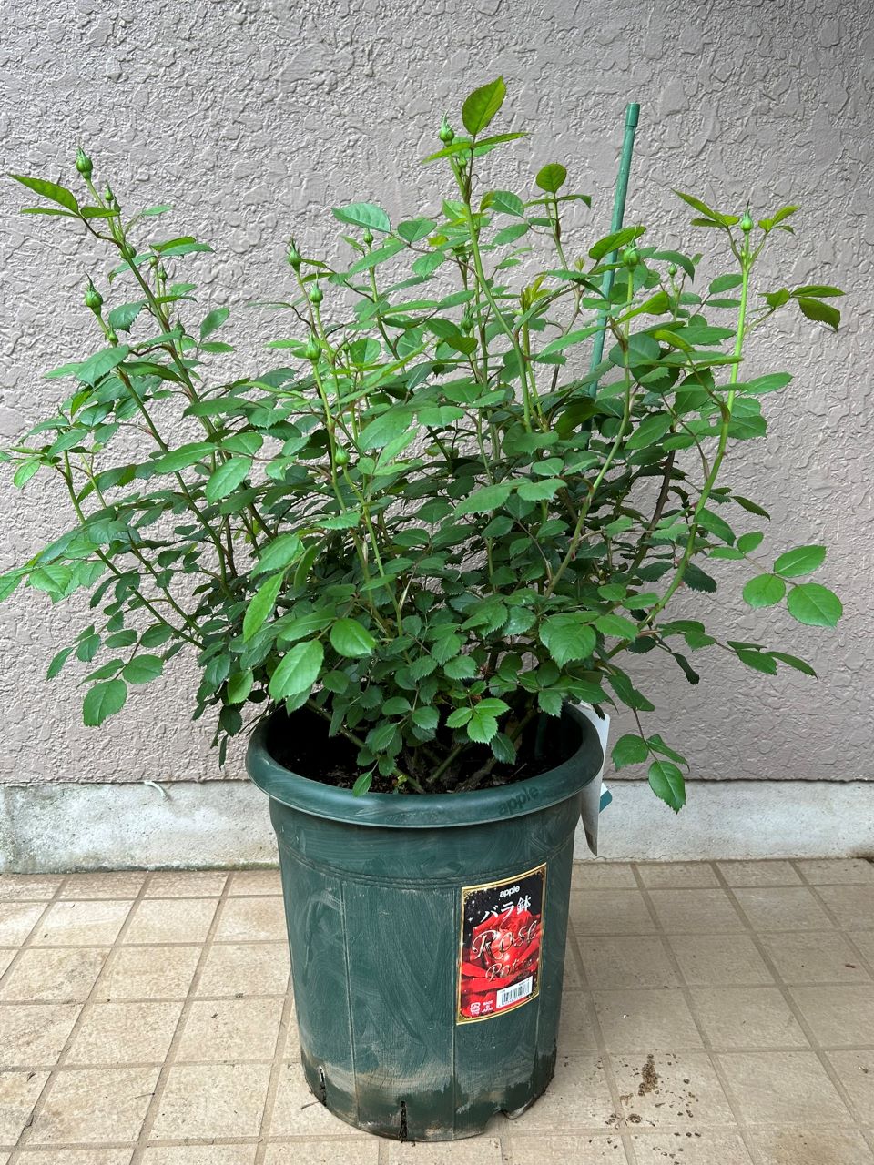 ウィズレー2008大苗の11週後