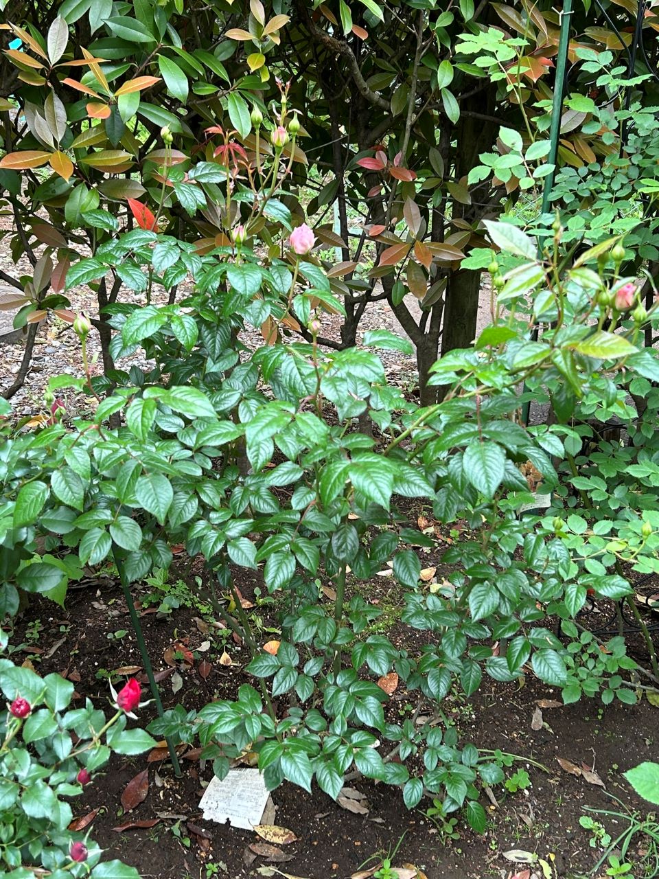 サイラスマーナー15L苗の86週後