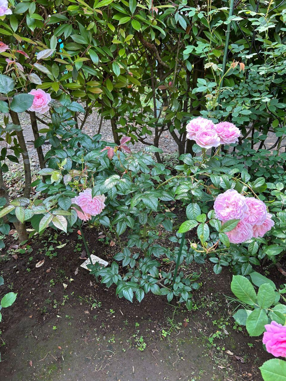 サイラスマーナー15L苗の88週後