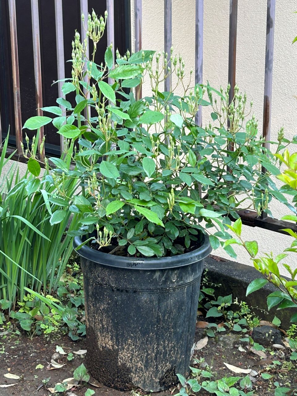 スノーグースランブラー冬大苗の12週後