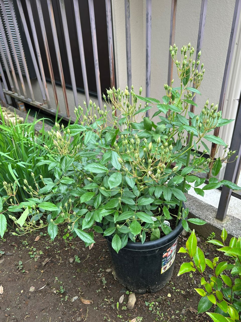 スノーグースランブラー冬大苗の13週後