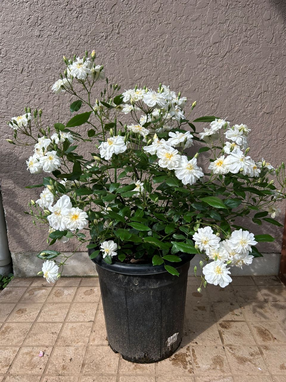 スノーグースランブラー冬大苗の14週後