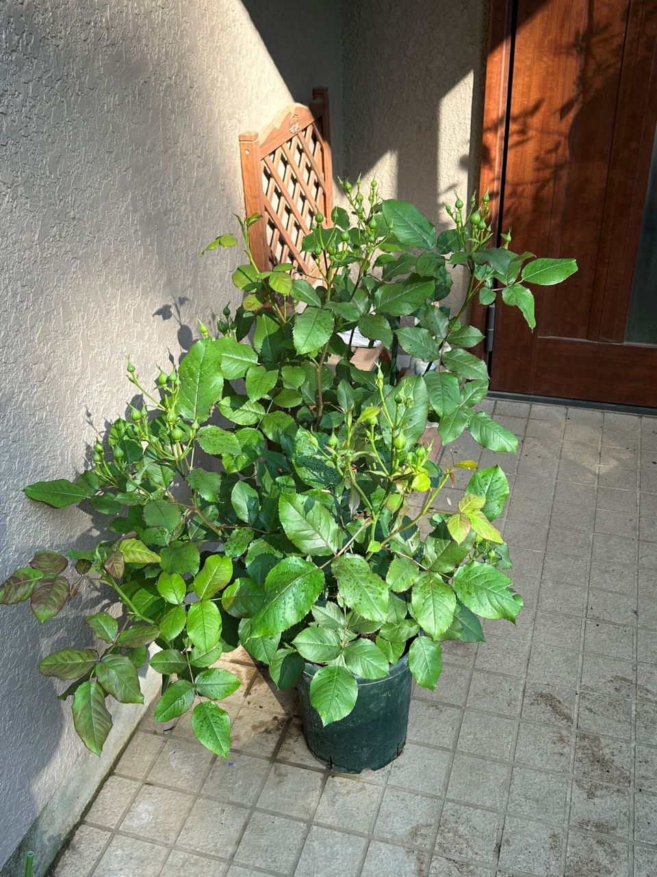 ソムリエール開花苗の47週後