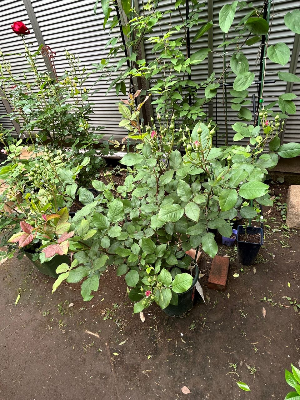 ソムリエール開花苗の48週後