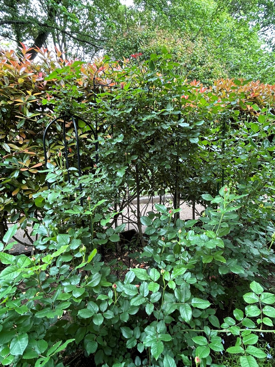 スーリールドゥモナリザ新苗98週後