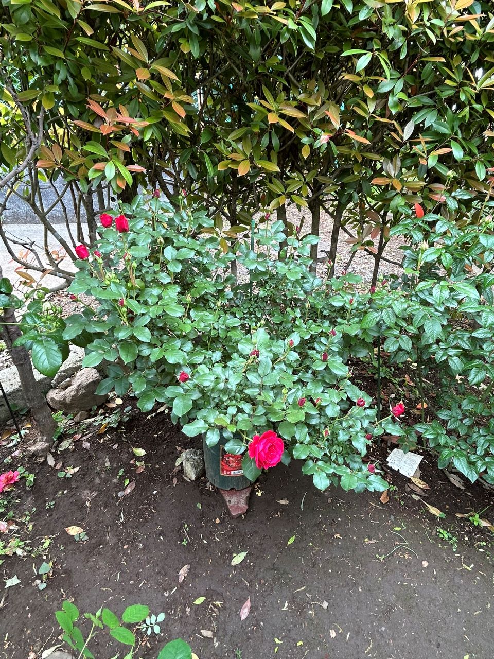 スーリールドゥモナリザ開花苗23週後