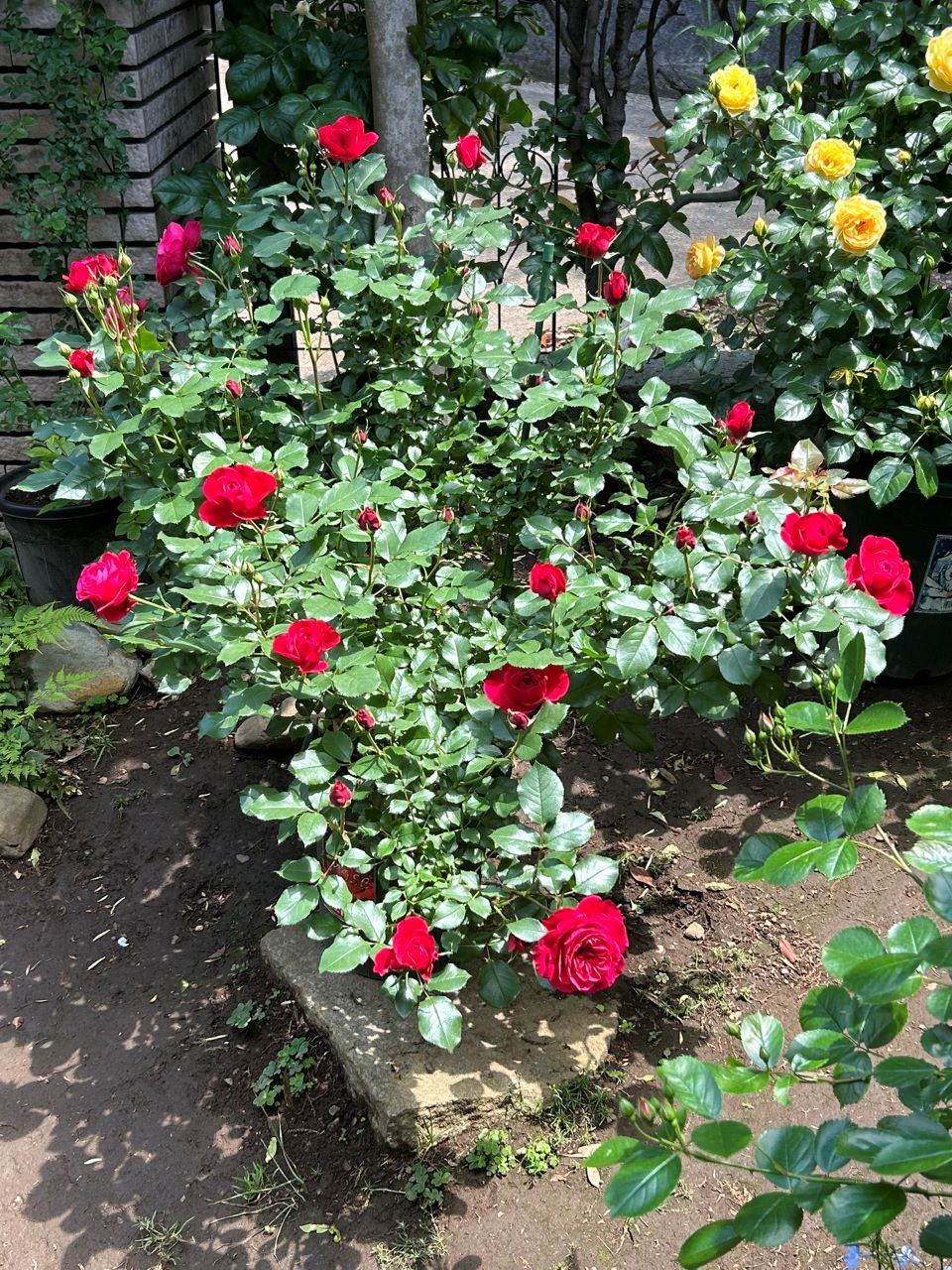 スーリールドゥモナリザ開花苗23週後-2