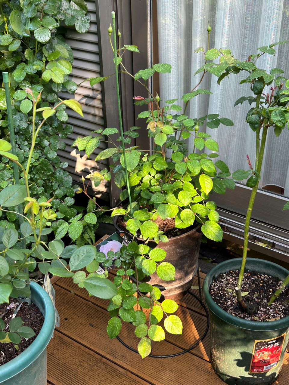 スターリィヘブンズ開花苗31週後