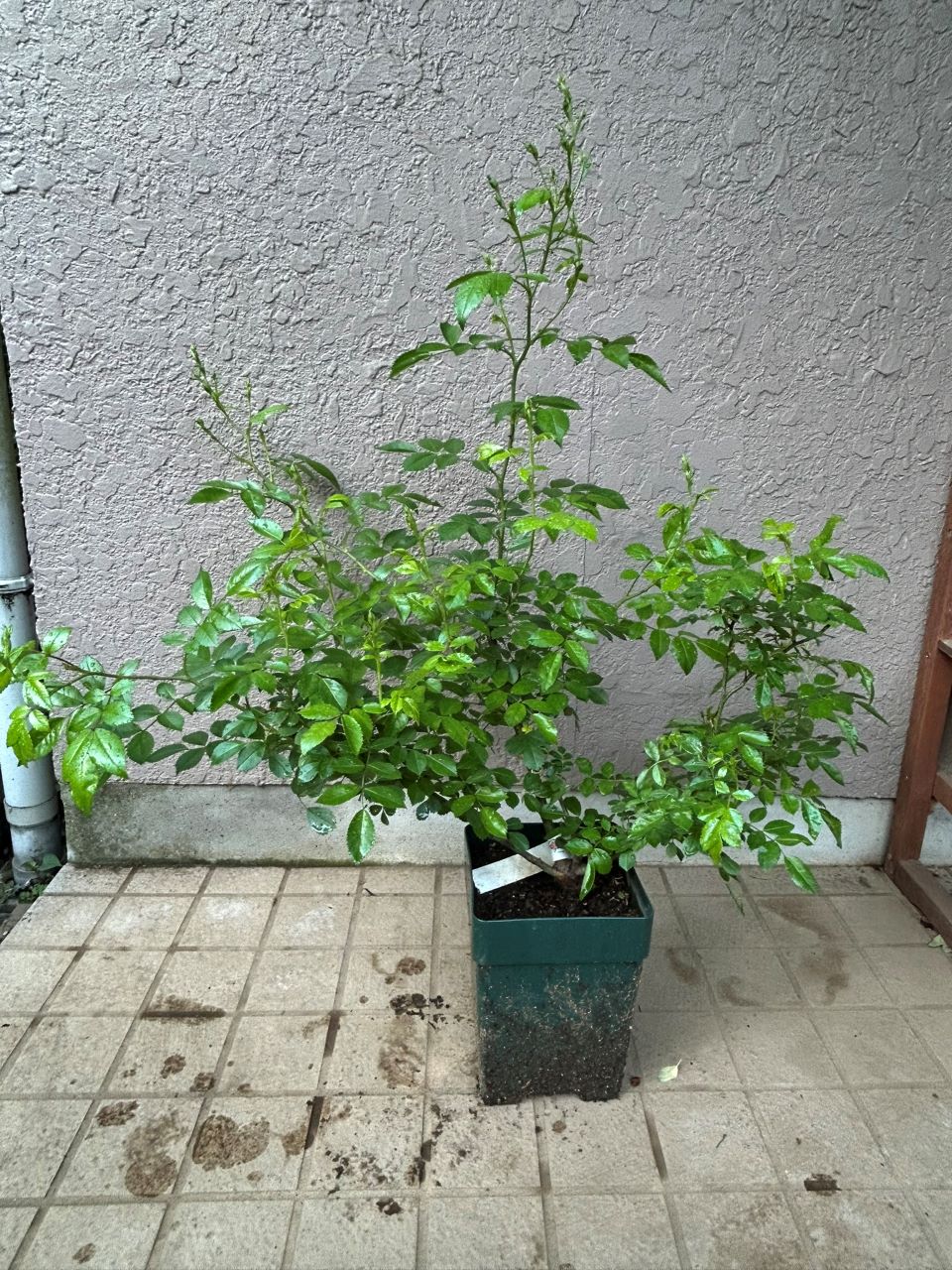 スーパードロシー大苗の13週後