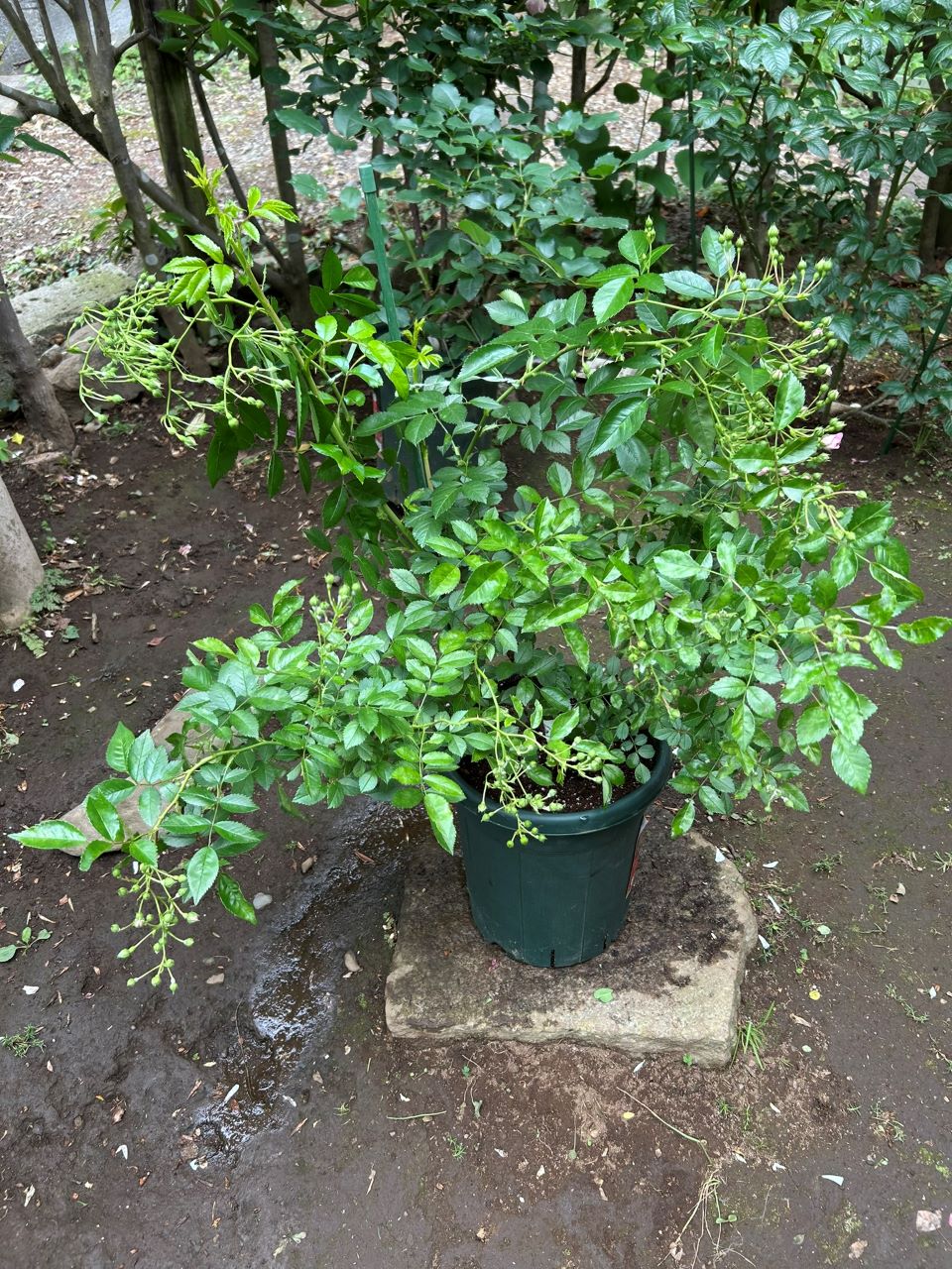 スーパードロシー大苗の16週後