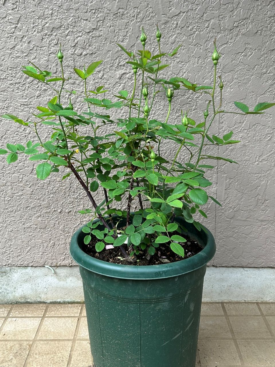 スーザンウィリアムズエリス冬大苗11週後