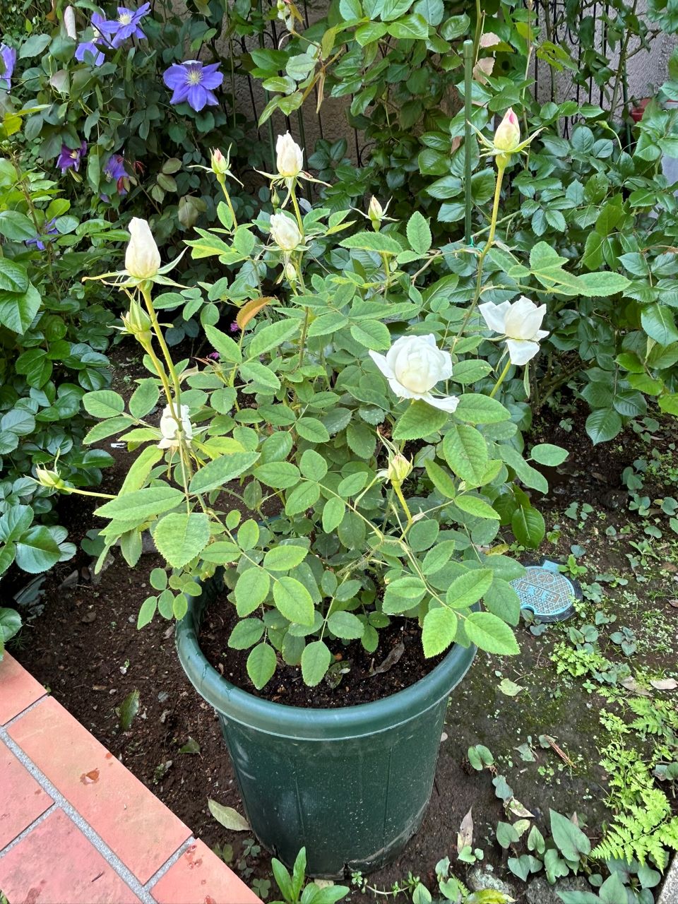 スーザンウィリアムズエリス冬大苗12週後