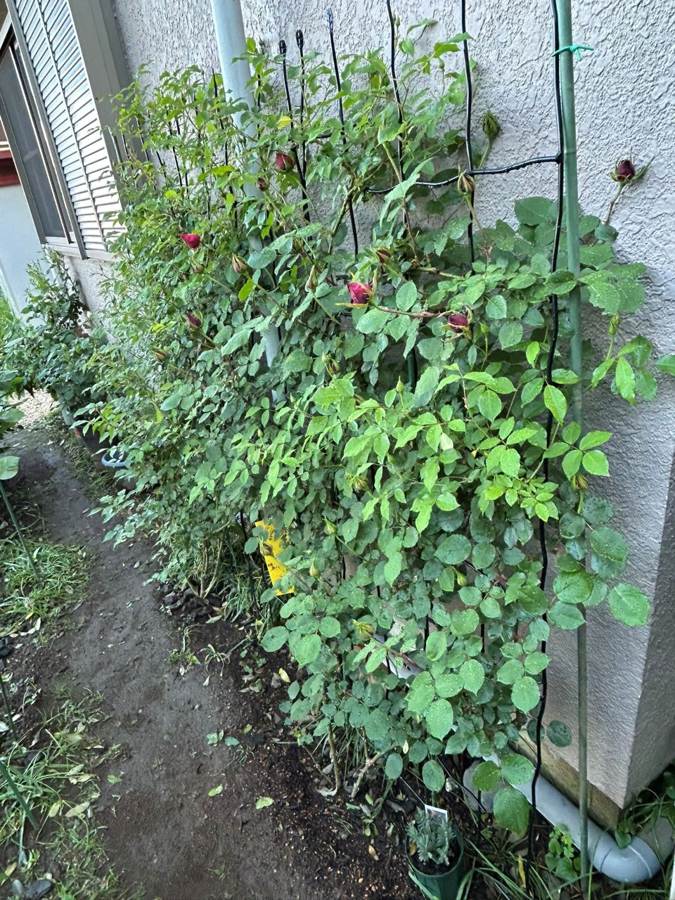 アンクル・ウォルター半長尺74週後