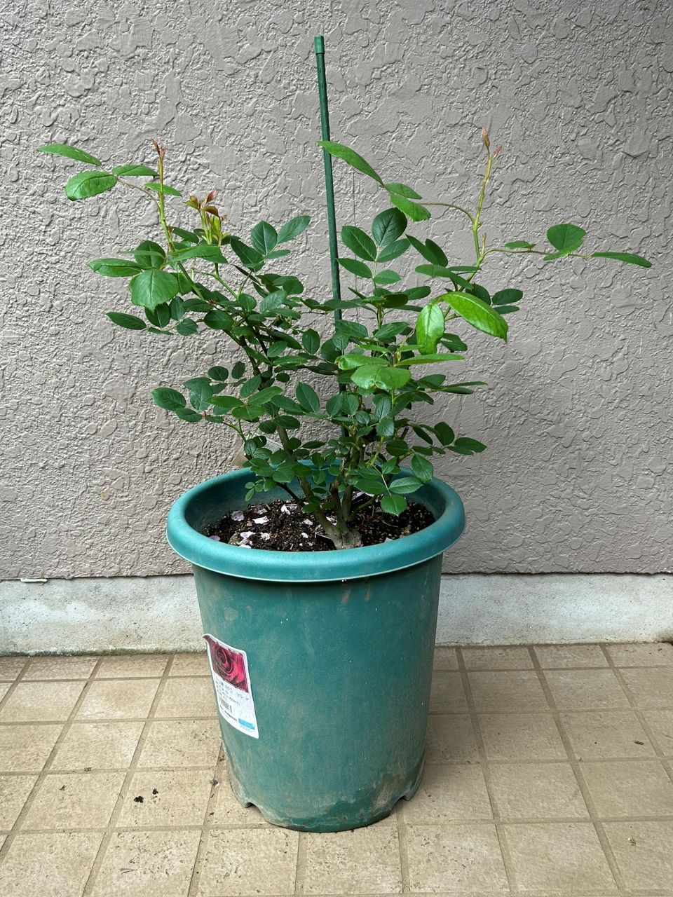 ヴァネッサベル開花苗の56週後