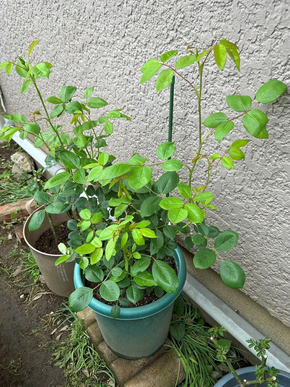 ヴァネッサベル開花苗の58週後