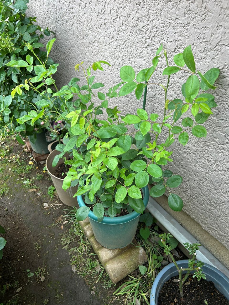 ヴァネッサベル開花苗の59週後