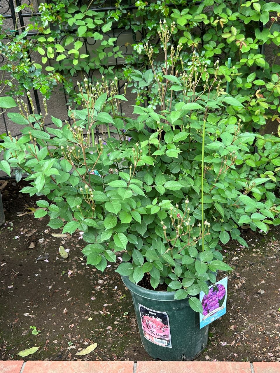 ヴィル・ナタール開花苗の51週後