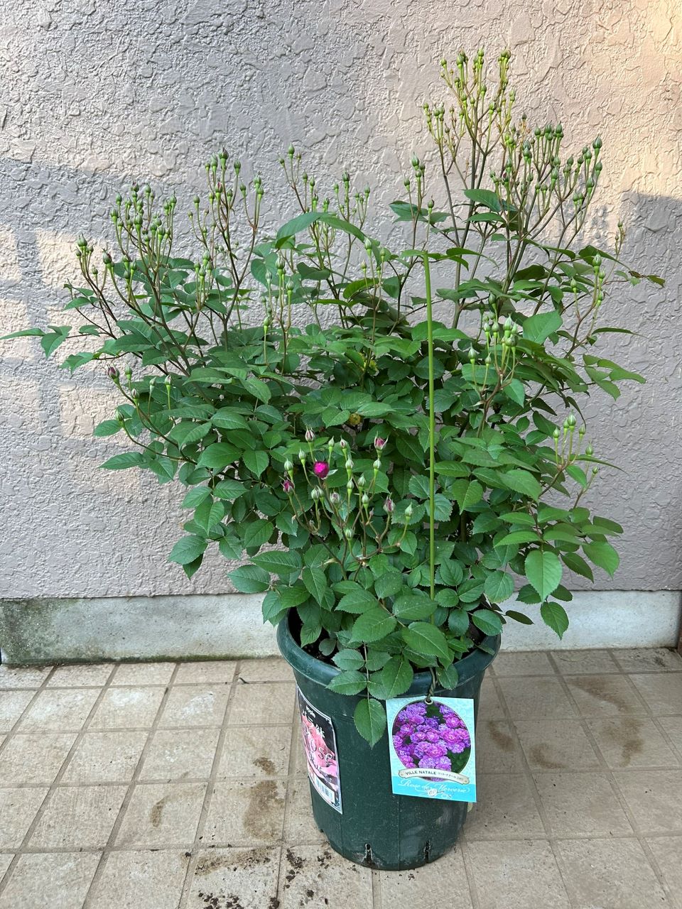 ヴィル・ナタール開花苗の52週後