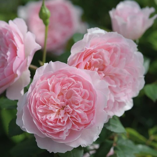 ウィズレー 2008