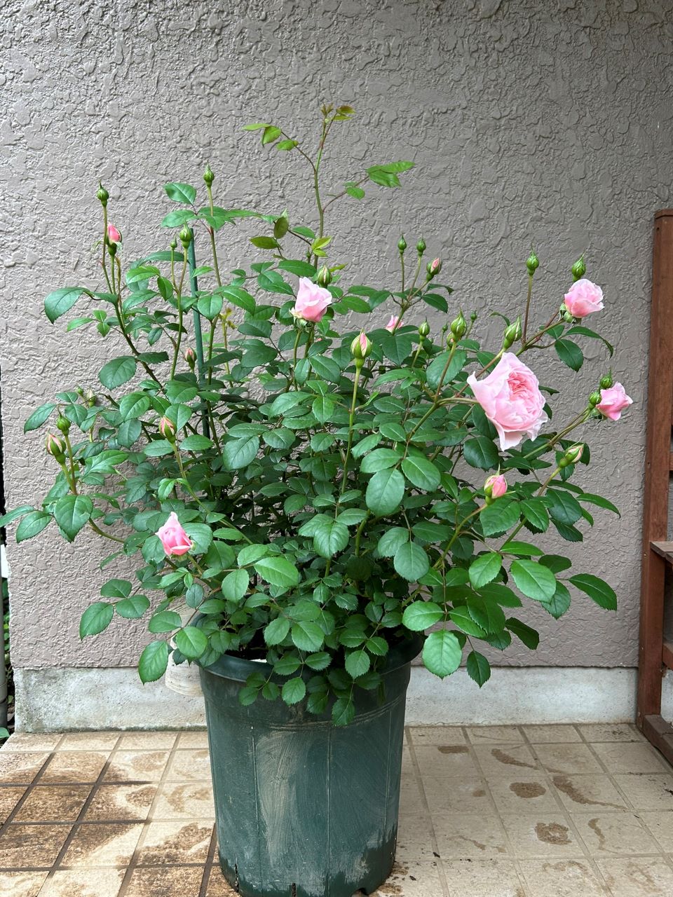 ウィズレー2008大苗の13週後