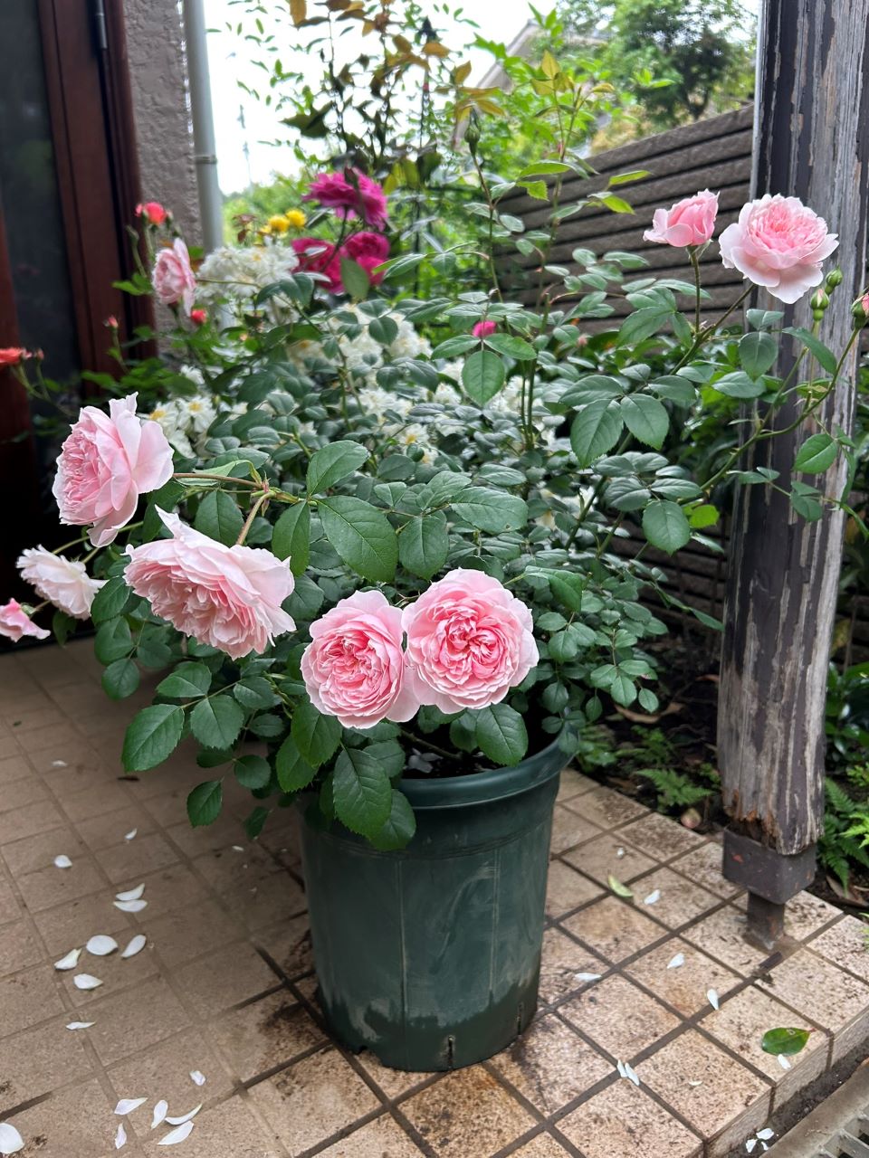 ウィズレー2008大苗の15週後