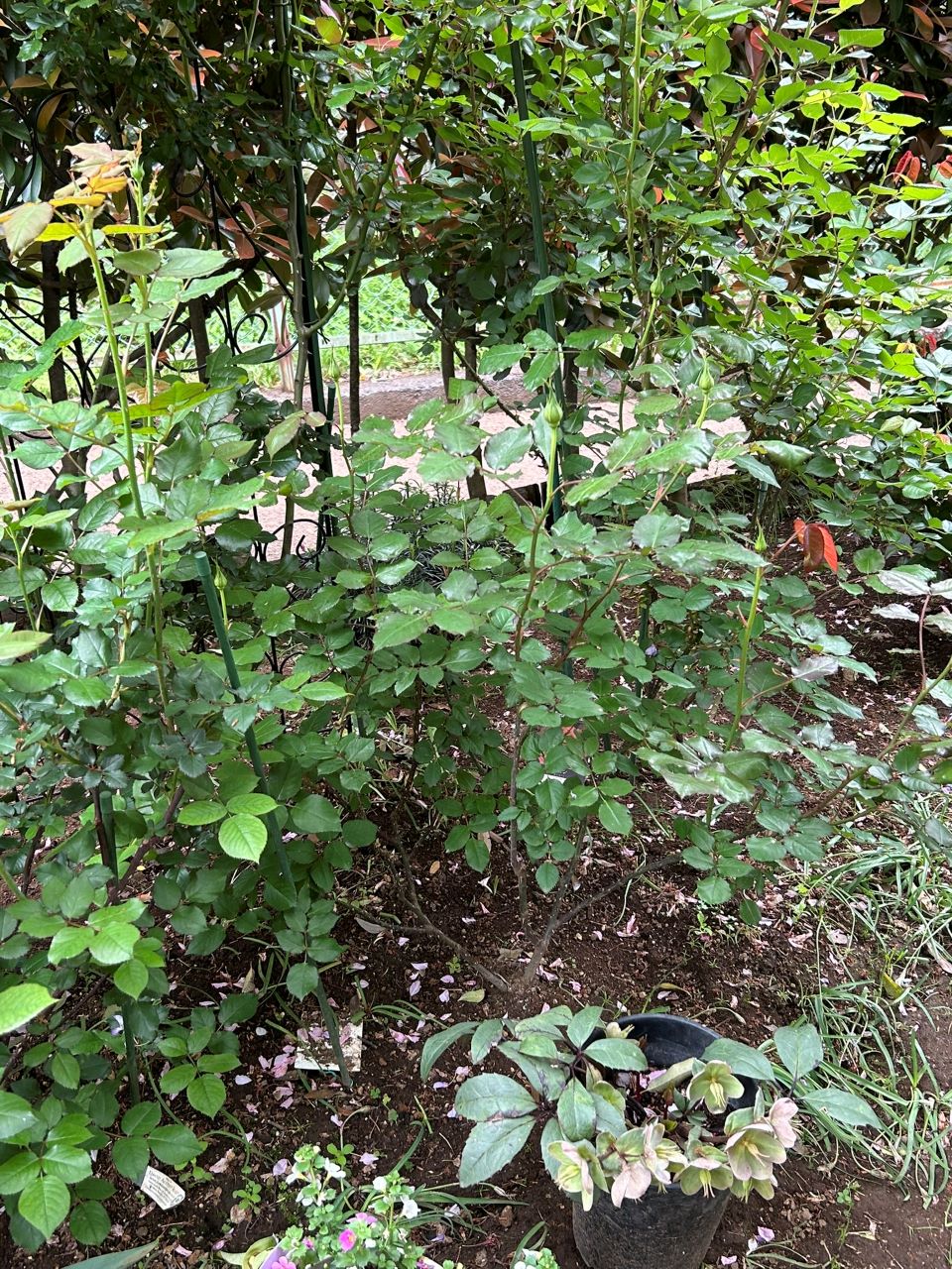 イエロー・ブラスバンド開花苗84週後