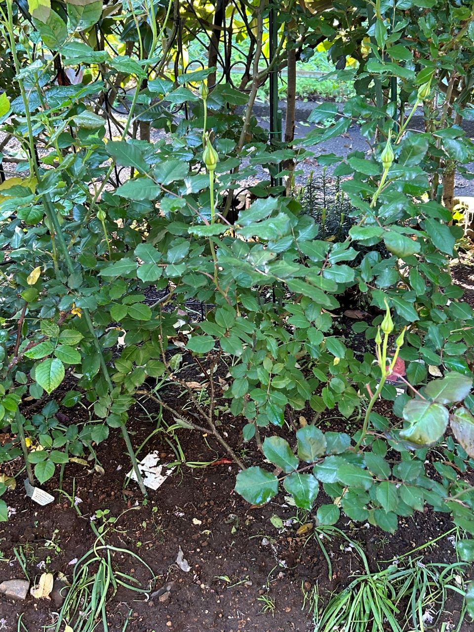 イエロー・ブラスバンド開花苗85週後