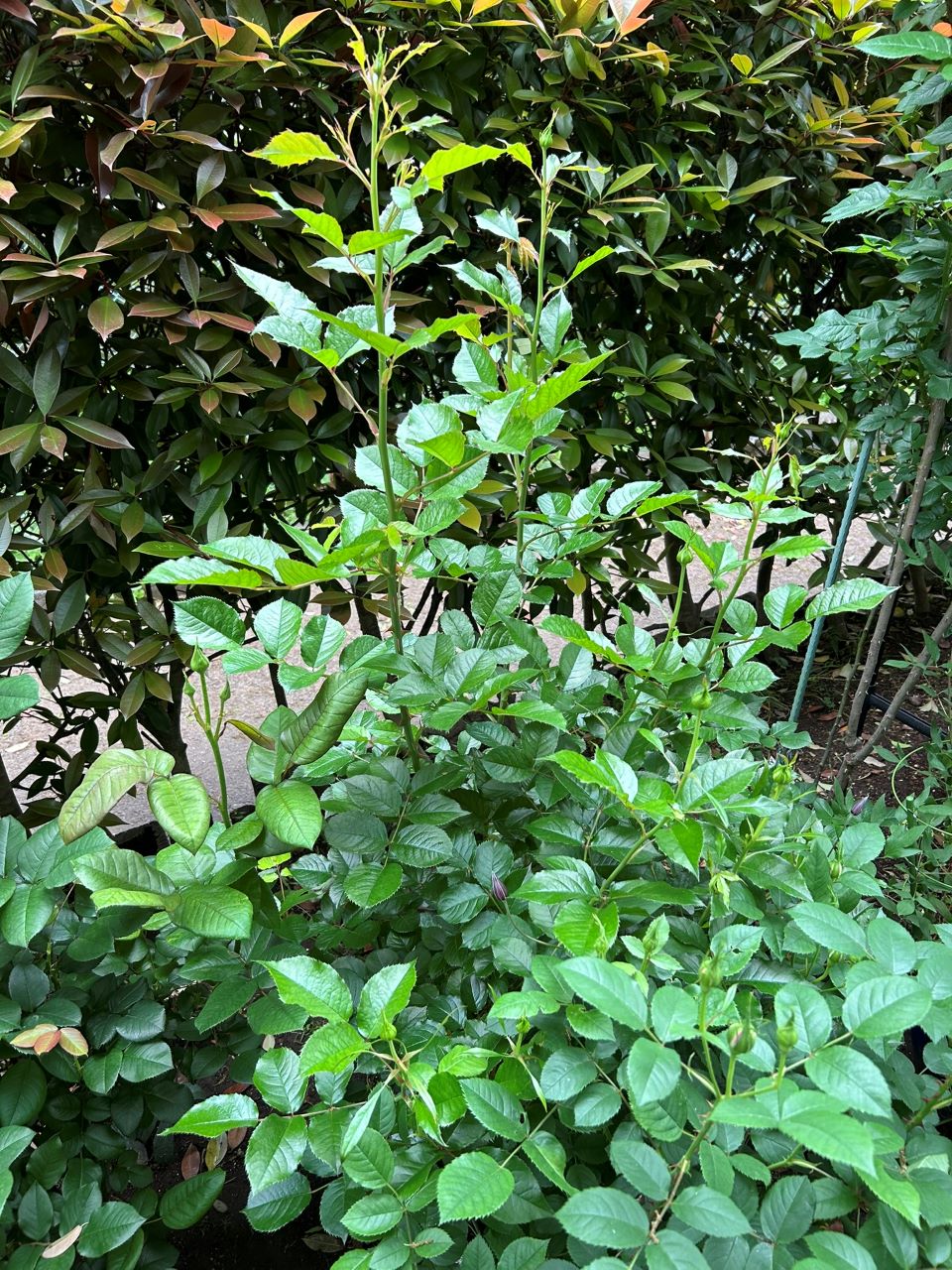 アダージョ開花苗の47週後