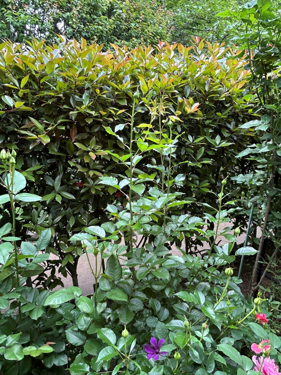 アダージョ開花苗の49週後