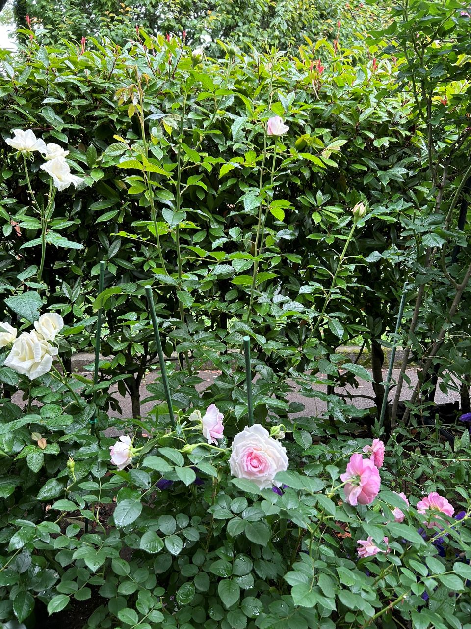 アダージョ開花苗の50週後