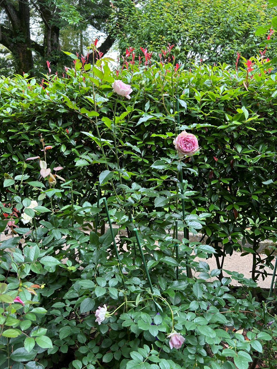 アダージョ開花苗の51週後