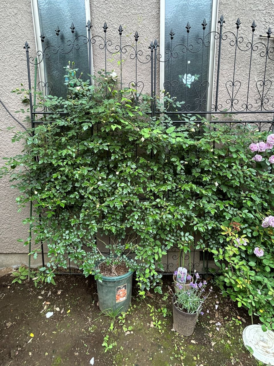 アルベリックバルビエ長尺苗の15週後