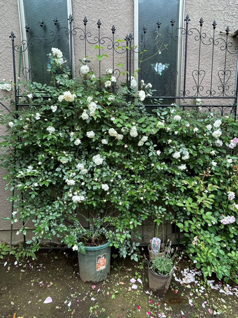 アルベリックバルビエ長尺苗の16週後