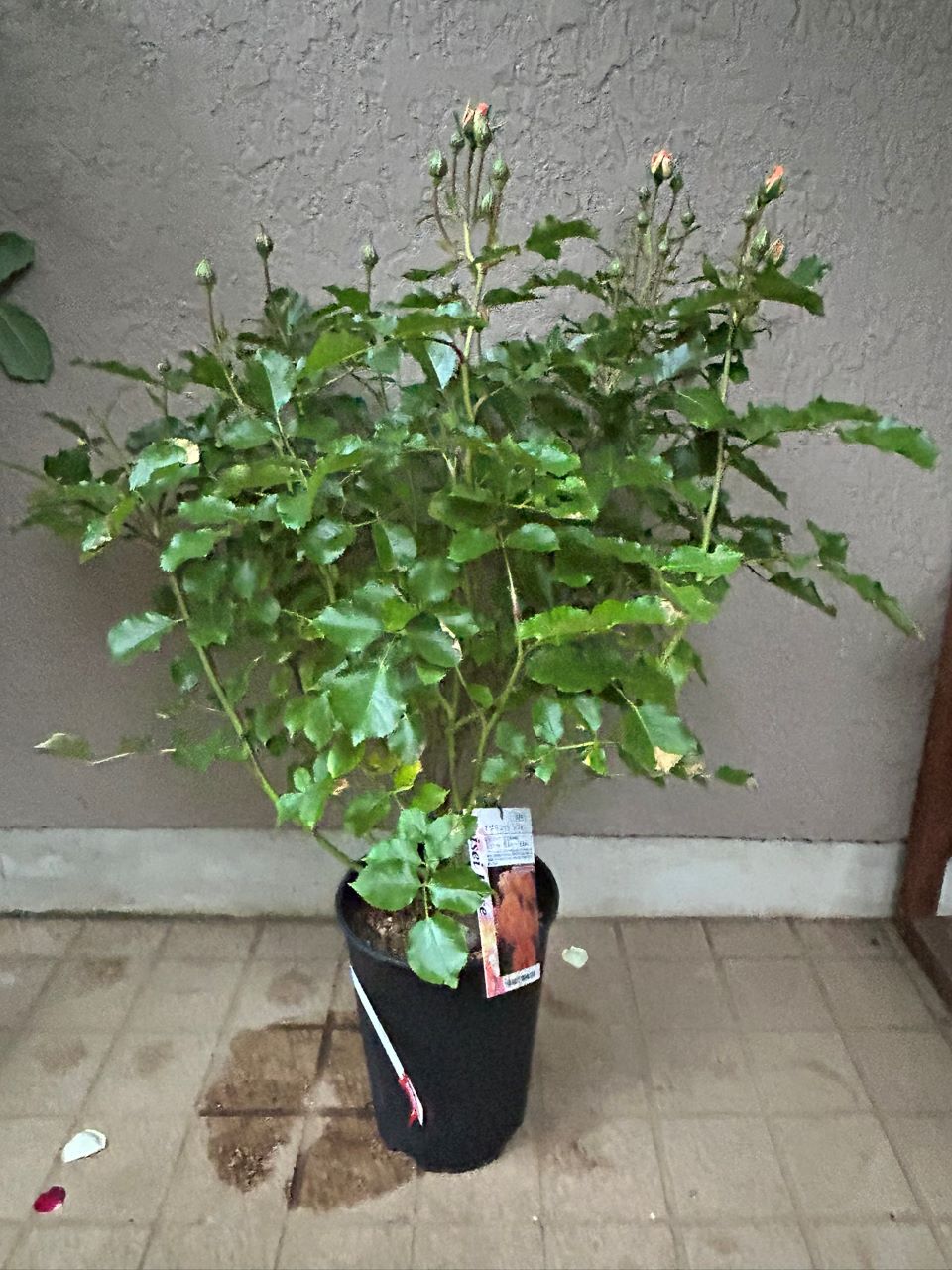 アプリコットシフォン開花苗の購入