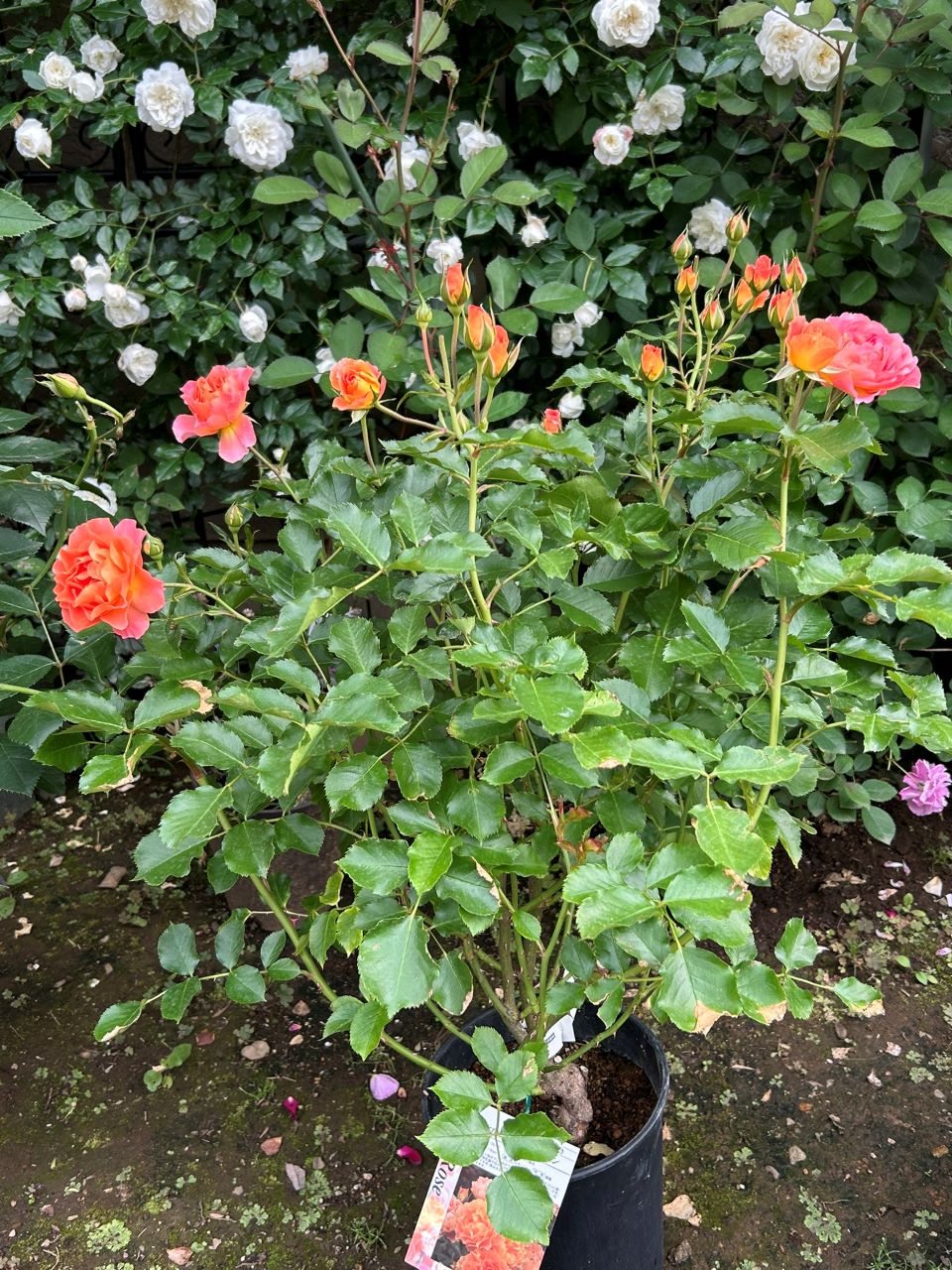 アプリコットシフォン開花苗の1週後