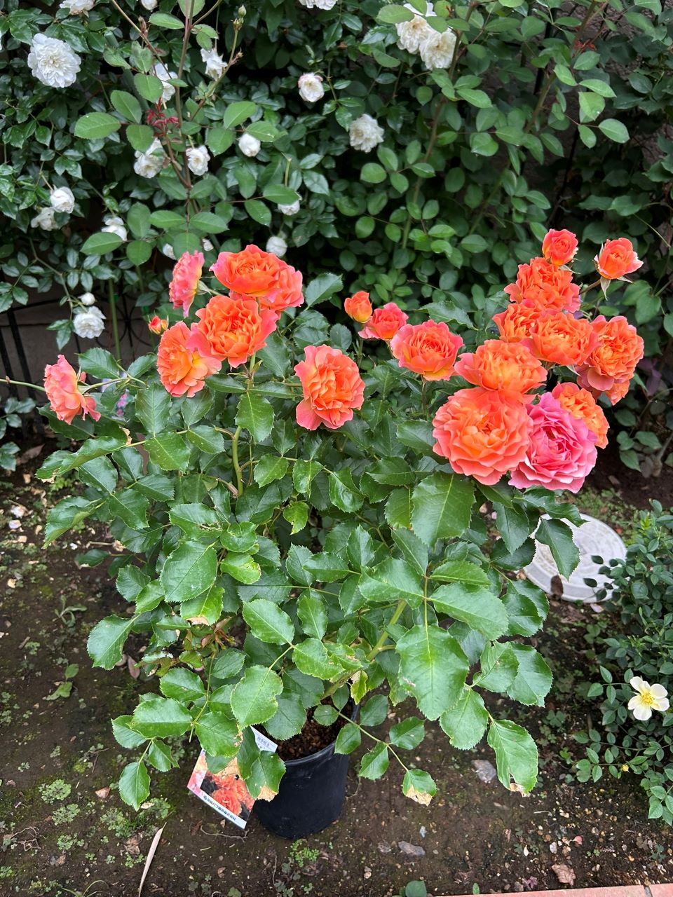 アプリコットシフォン開花苗の1週後-2