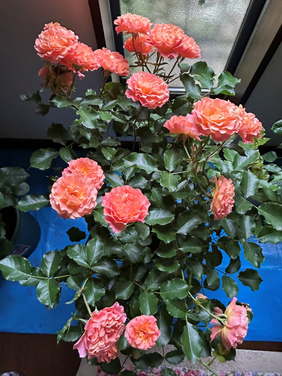 アプリコットシフォン開花苗の2週後