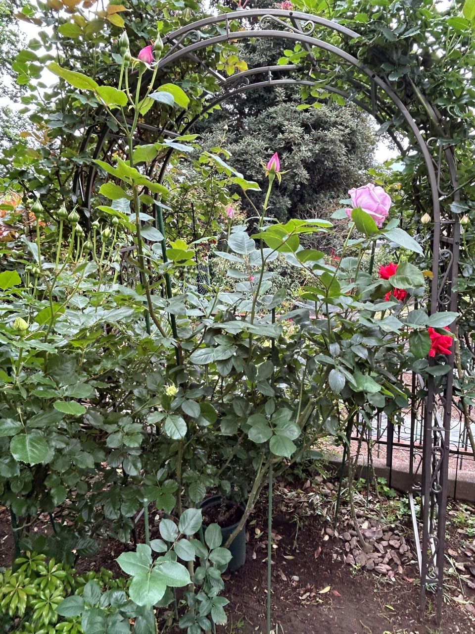 ブルームーン秋苗の２年半5月上旬-2