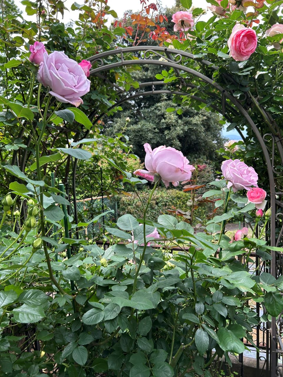 ブルームーン秋苗の２年半5月中旬
