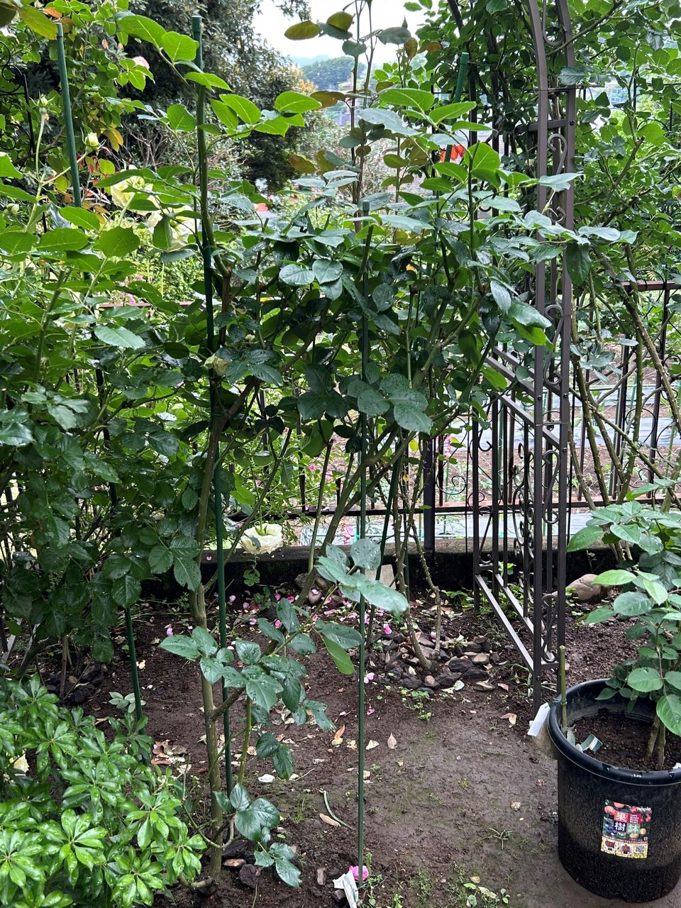 ブルームーン秋苗の２年半5月中旬-2