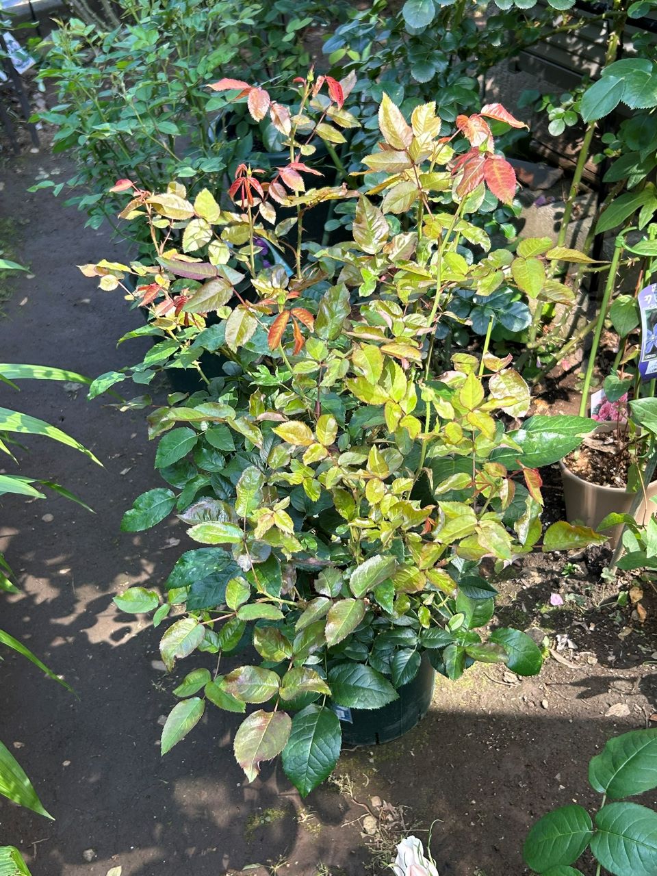 ボレロ大苗の12週後