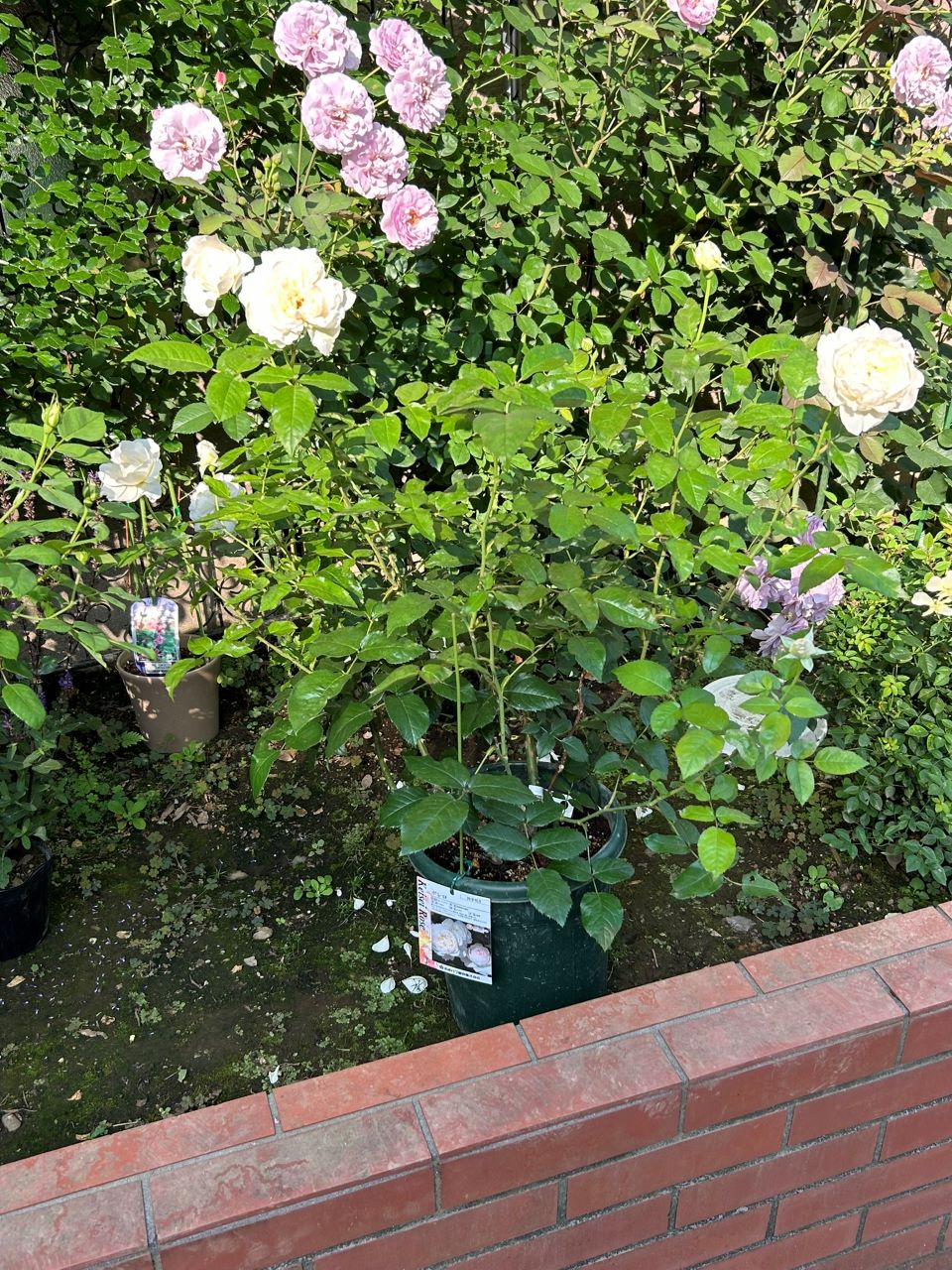 ボレロ大苗の14週後