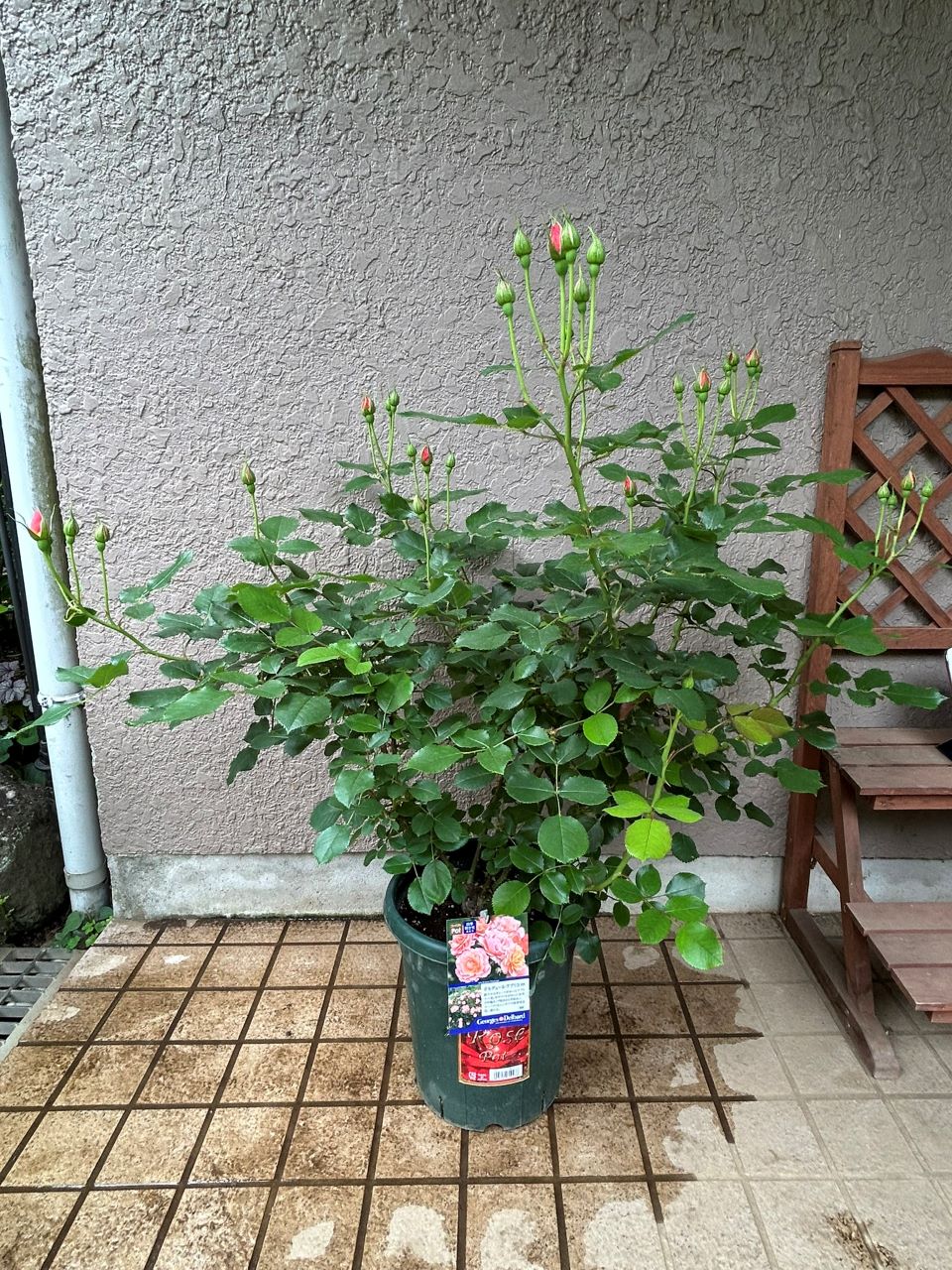 ボルデュール・アブリコ大苗の9週後