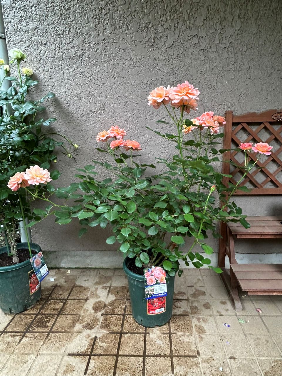 ボルデュール・アブリコ大苗の10週後