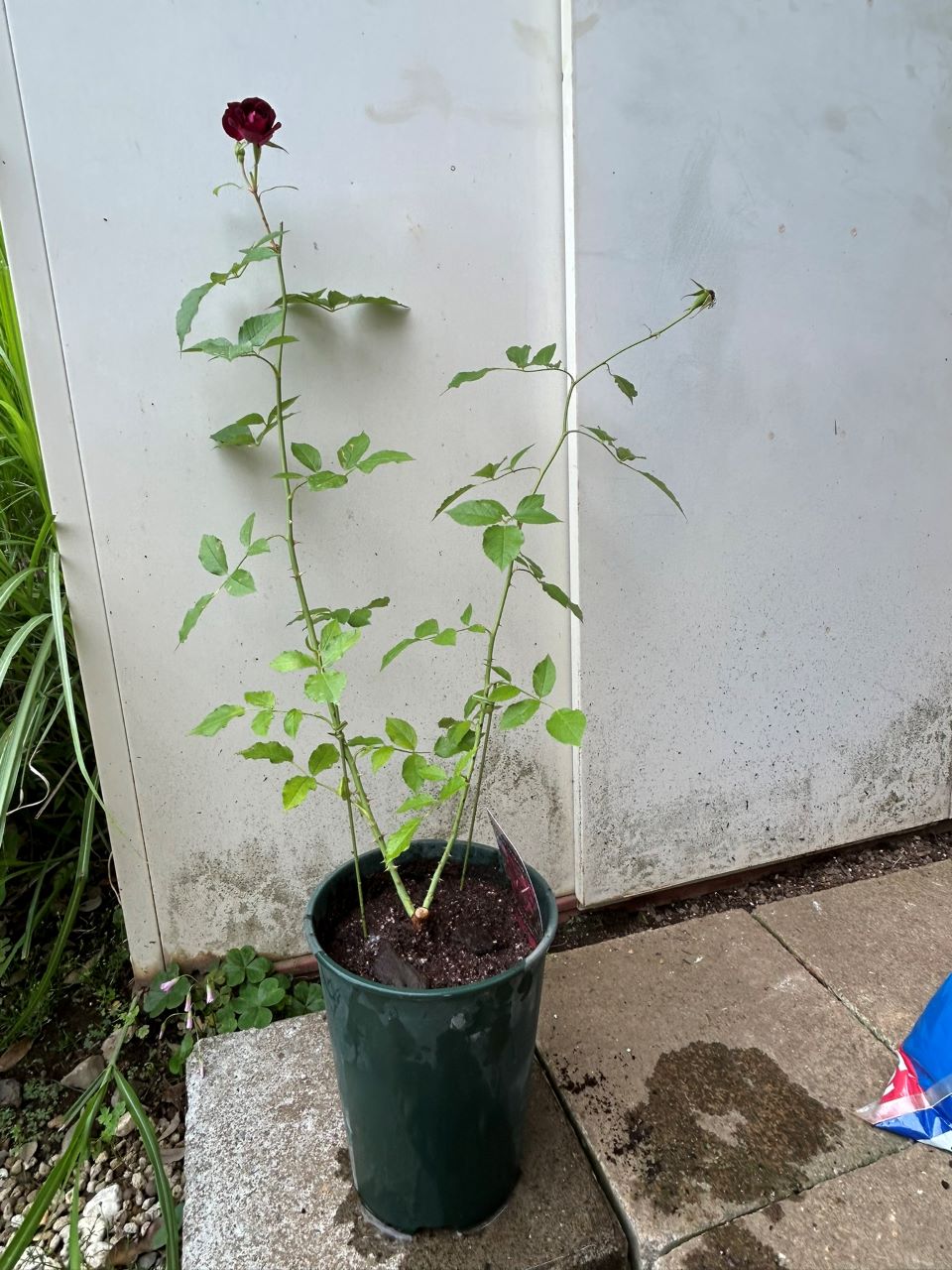 バーガンディーアイスバーグ新苗の鉢増し