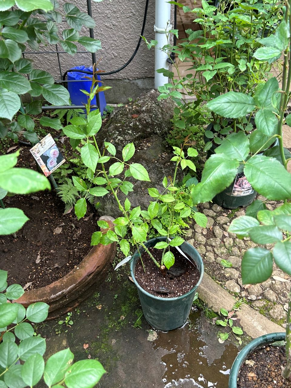 バーガンディーアイスバーグ新苗の3週後