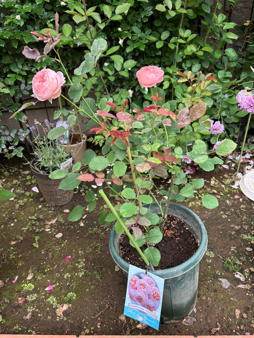 コンフィチュール開花苗の47週後